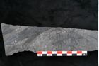 Foto (Detailansicht) von Odontopteris minor Brongniart (NHMW-GEO-2024-0188-10716)